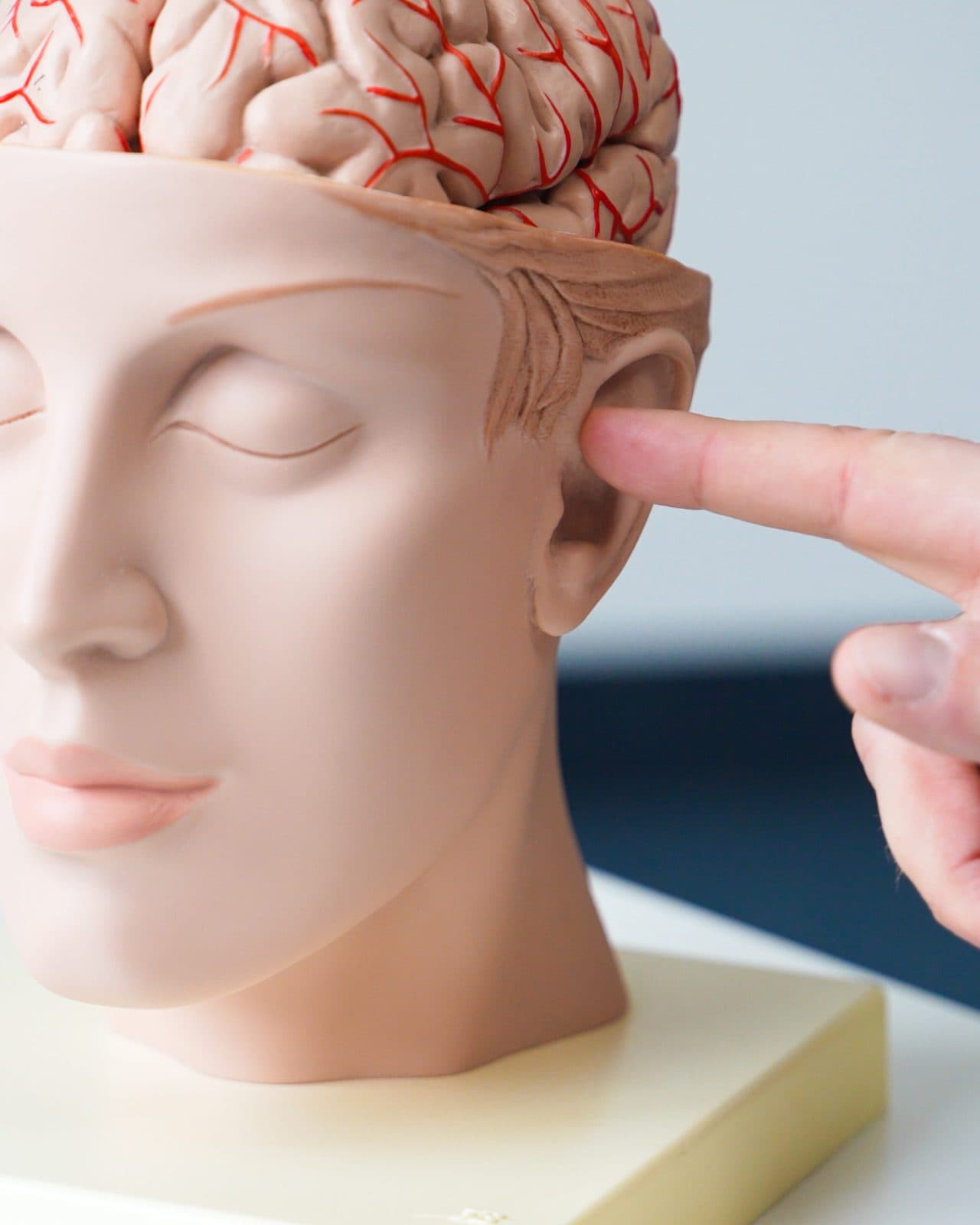 An anatomical model of a head with the brain exposed, and a finger pointing to the outer ear.